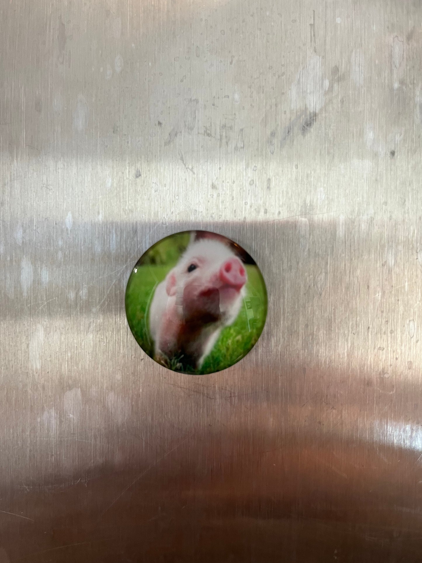 Pig Magnets - The Diamond Spur Boutique