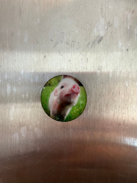 Pig Magnets